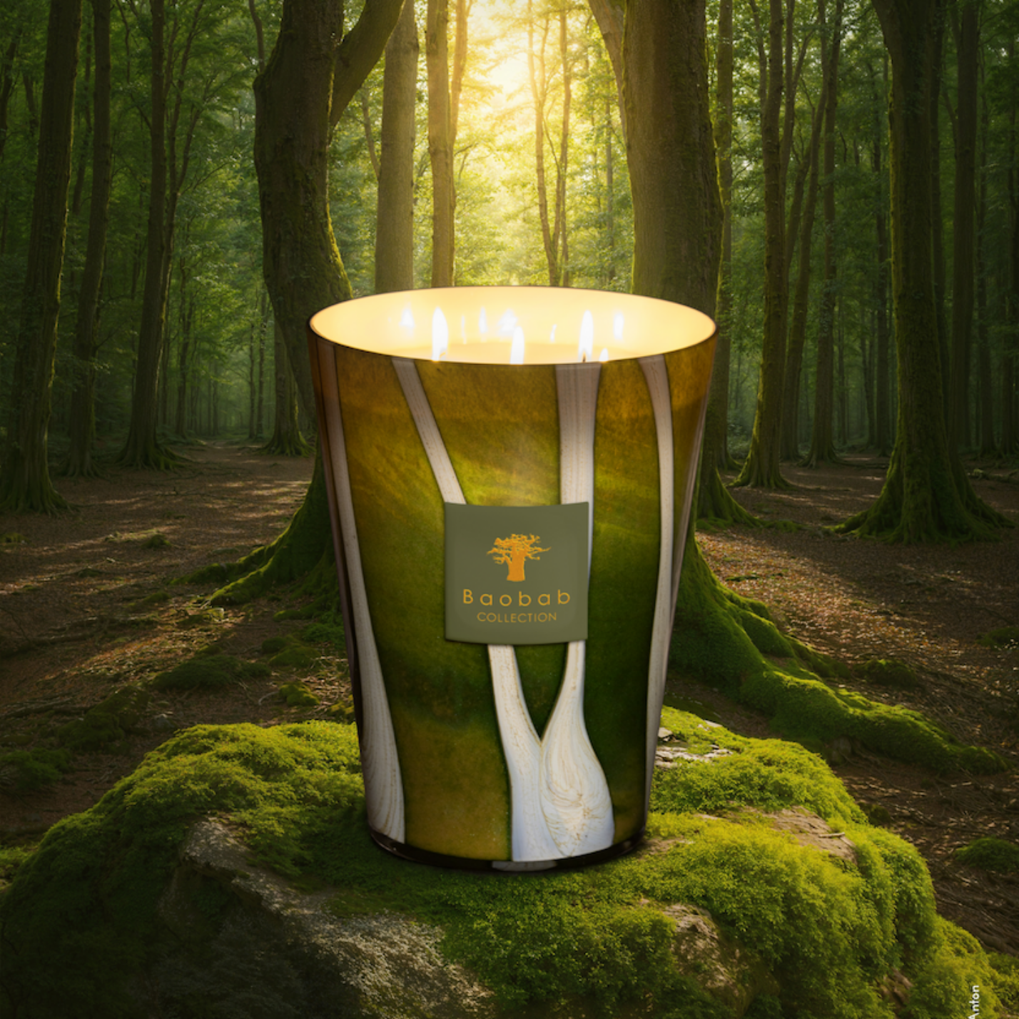 Nouvelle collection Woods de Baobab - bougie Sherwood